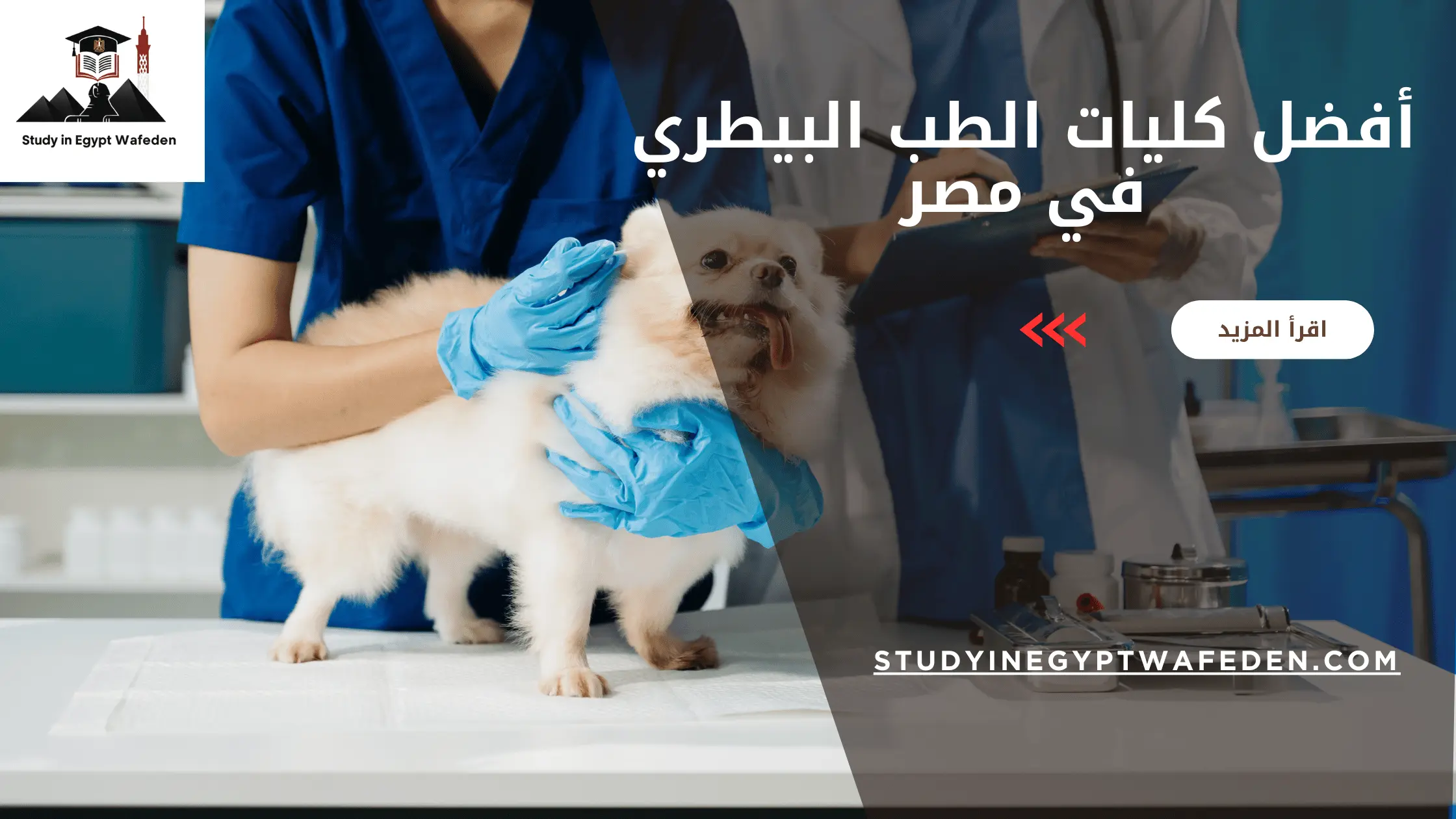 أفضل كليات الطب البيطري في مصر