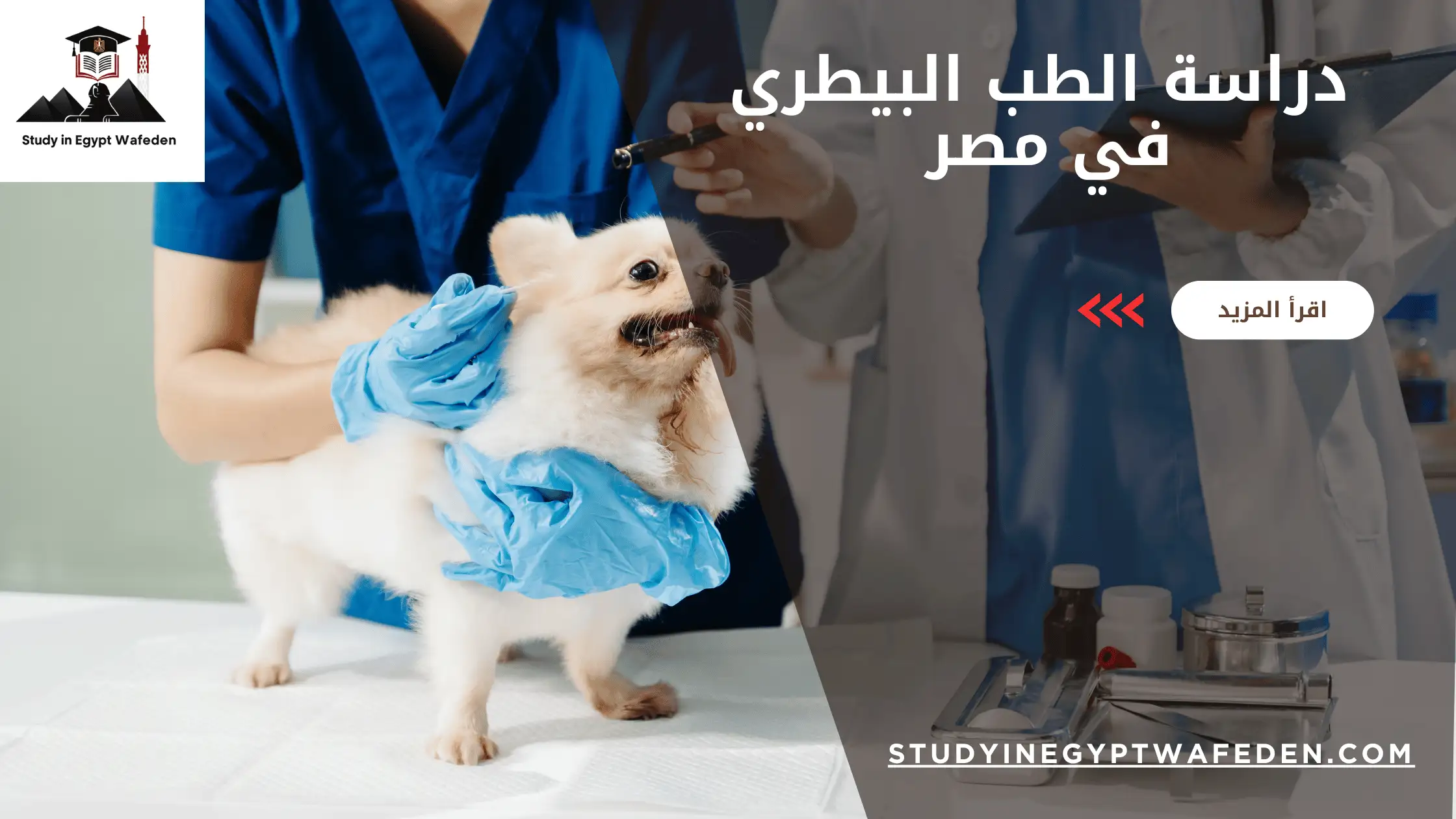 دراسة الطب البيطري في مصر