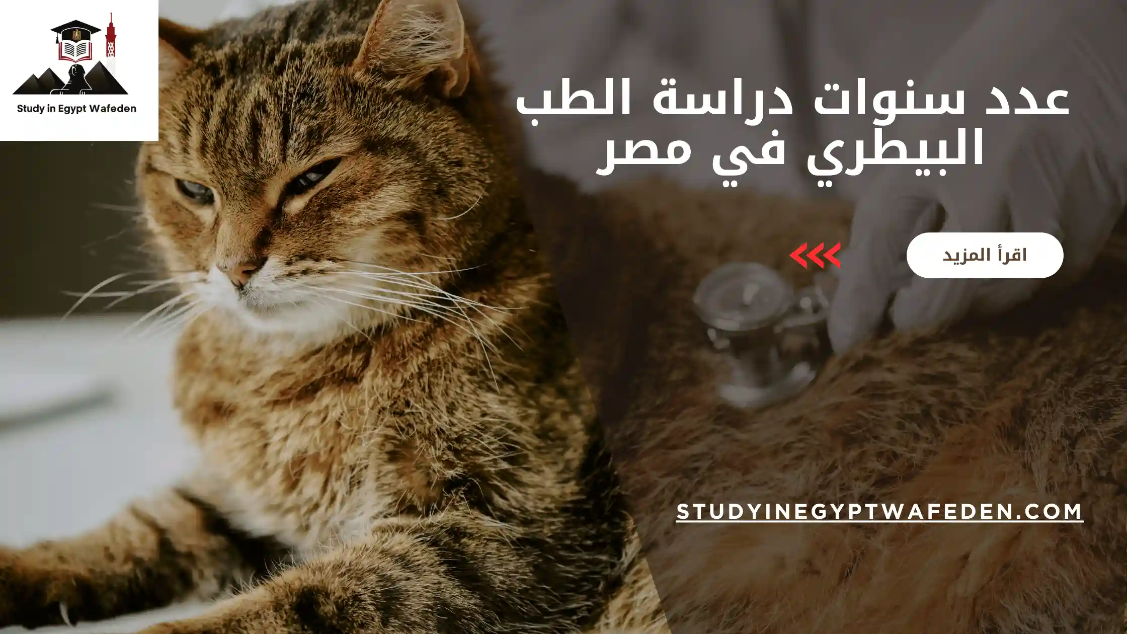 عدد سنوات دراسة الطب البيطري في مصر