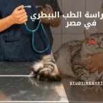 تكلفة دراسة الطب البيطري في مصر