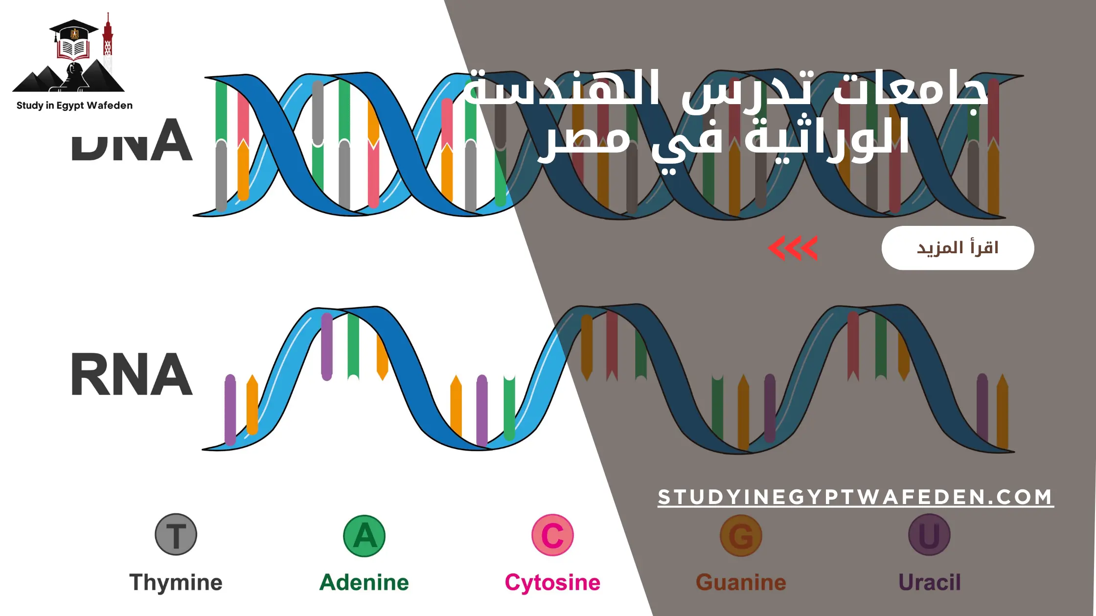 جامعات تدرس الهندسة الوراثية في مصر